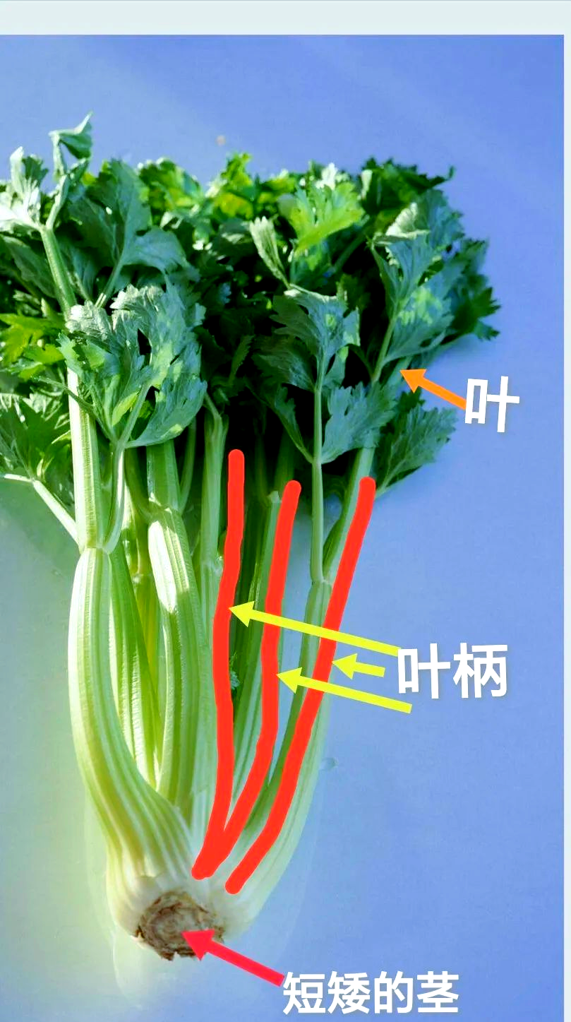 探索植物体内的运水管道