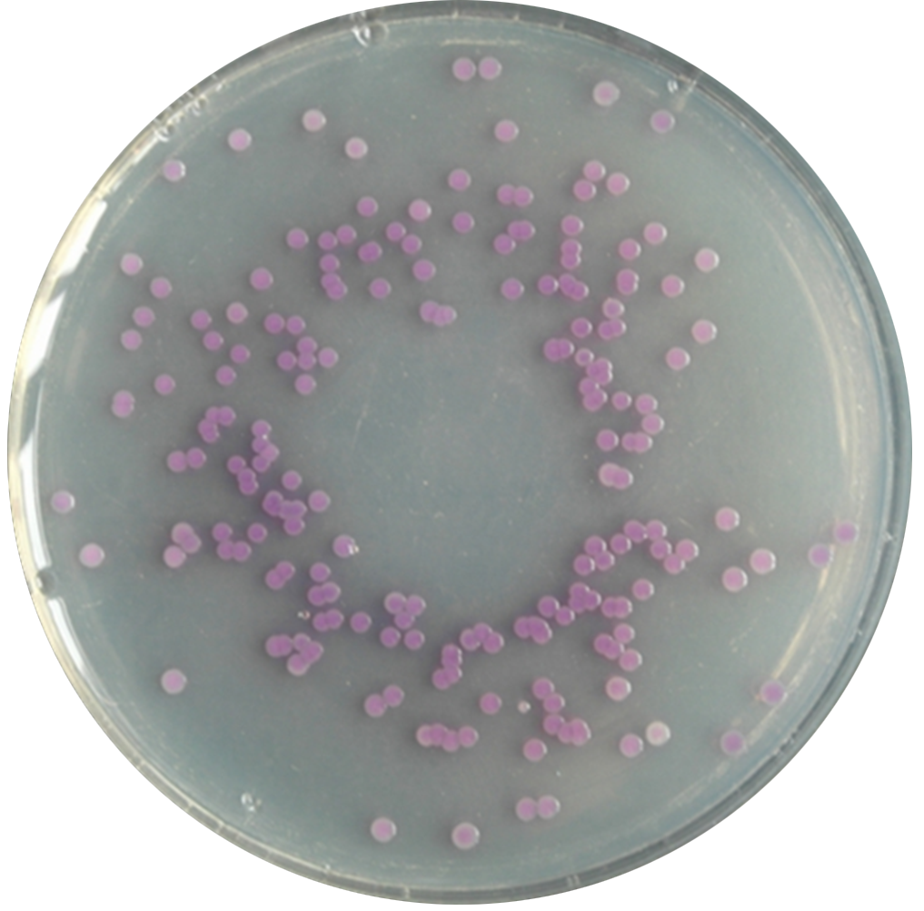 食品微生物检验沙门氏菌检验常用培养基原理解析