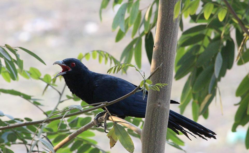 "冤魂鸟"现身深圳,叫声凄厉不见踪影,严重扰民为何不能驱赶?