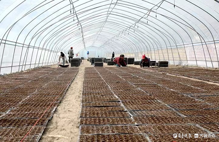 乐陵市杨安镇:擦亮特色产业"金招牌",共创乡村振兴新"味"来