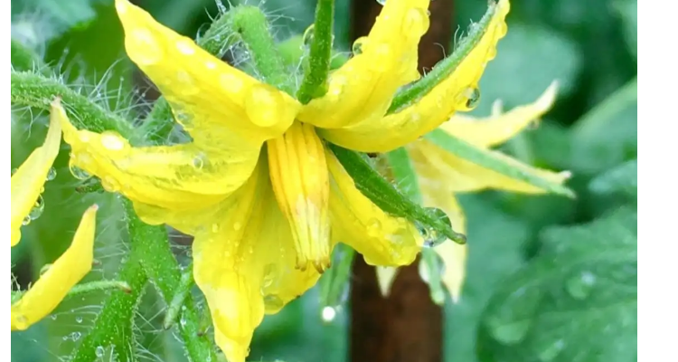西红柿花的雄蕊和雌蕊在哪里