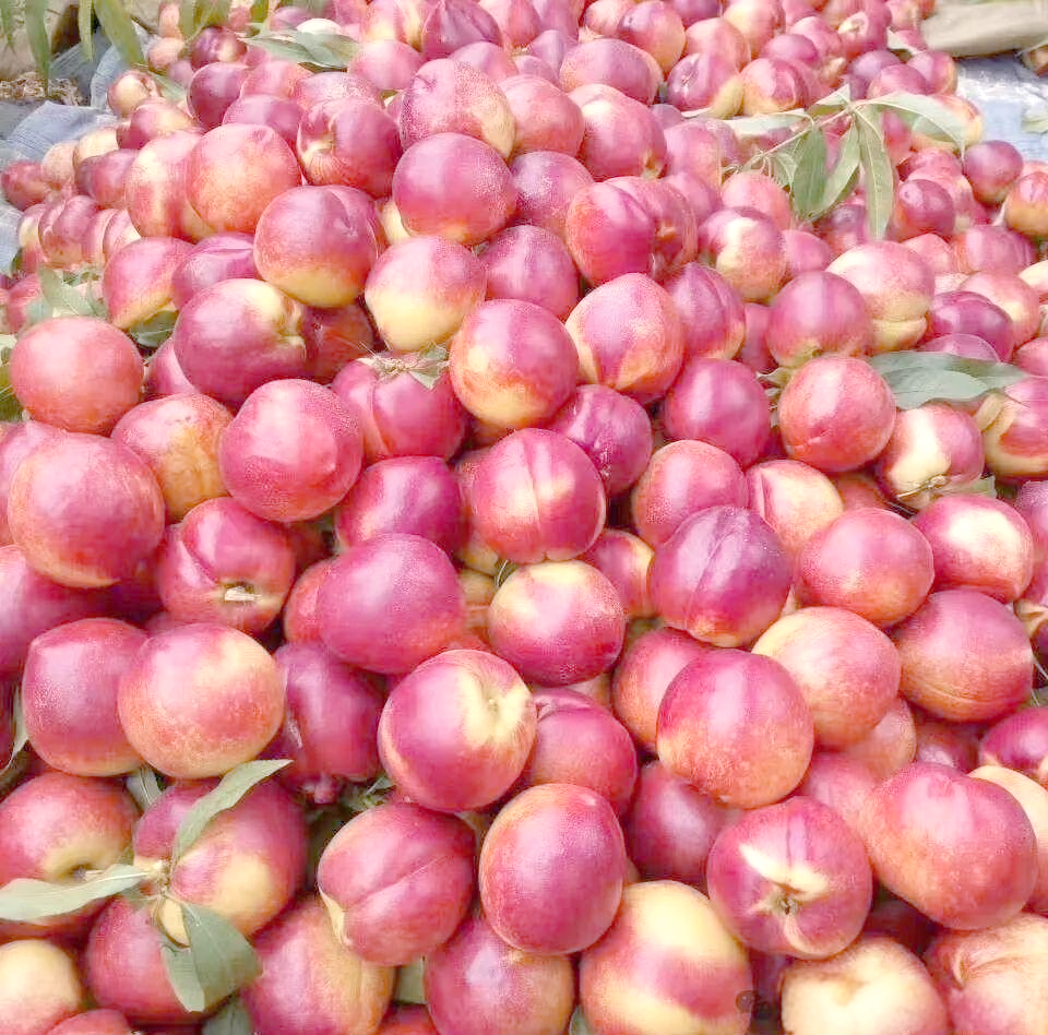 中国众多知名油桃品种,你了解多少?