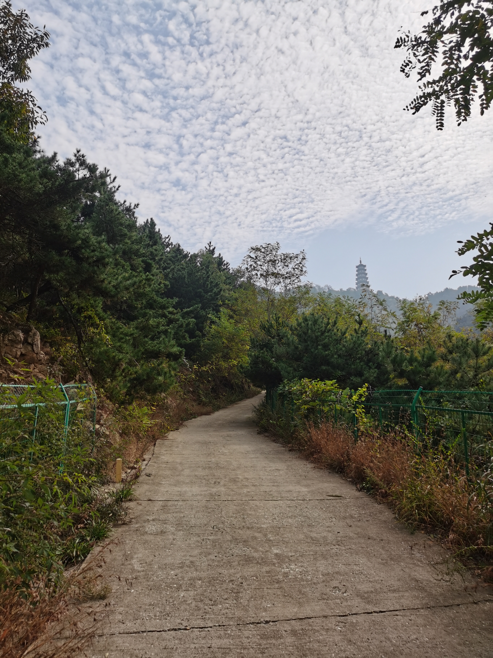 烟台大南山森林公园图片