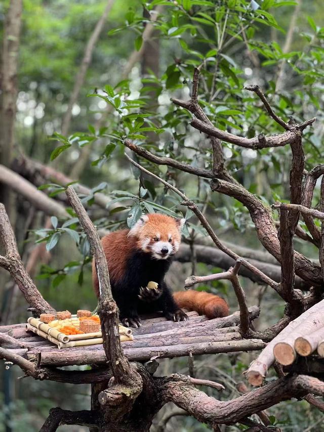 青城山动物名单图片