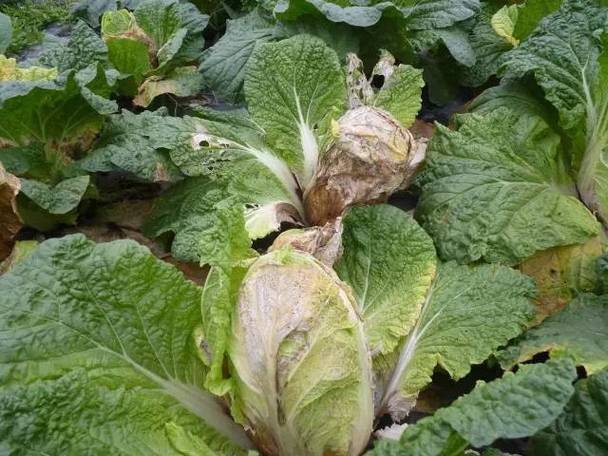 大白菜病虫害防治全解析:保障蔬菜健康生长的科学指南