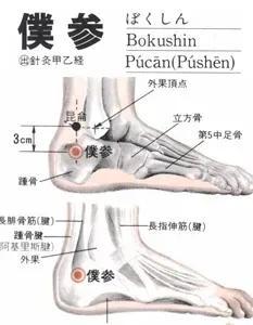 仆参的准确位置图图解图片