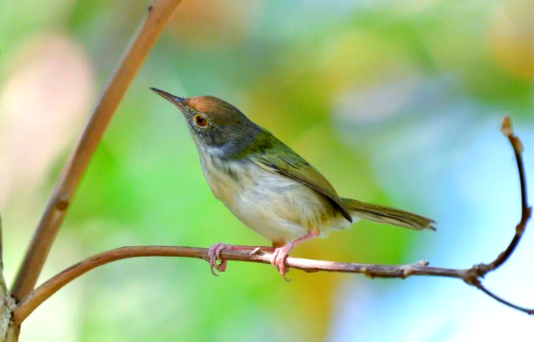 长尾缝叶莺:鸟界中的"裁缝"专家
