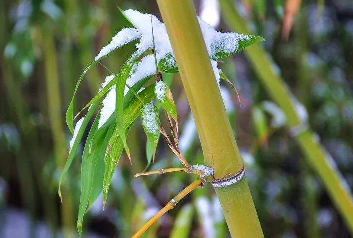 东北最耐寒的竹子图片