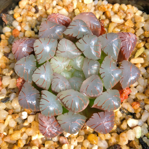 多肉品种:定规座,蓝黛莲,姬白磷,紫牡丹,潘氏冰灯