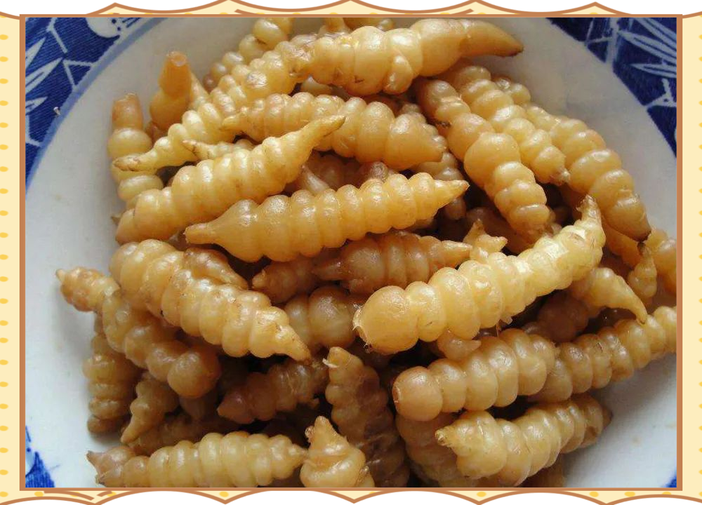草石蚕:一种山里的美食,腌制腌菜的好材料