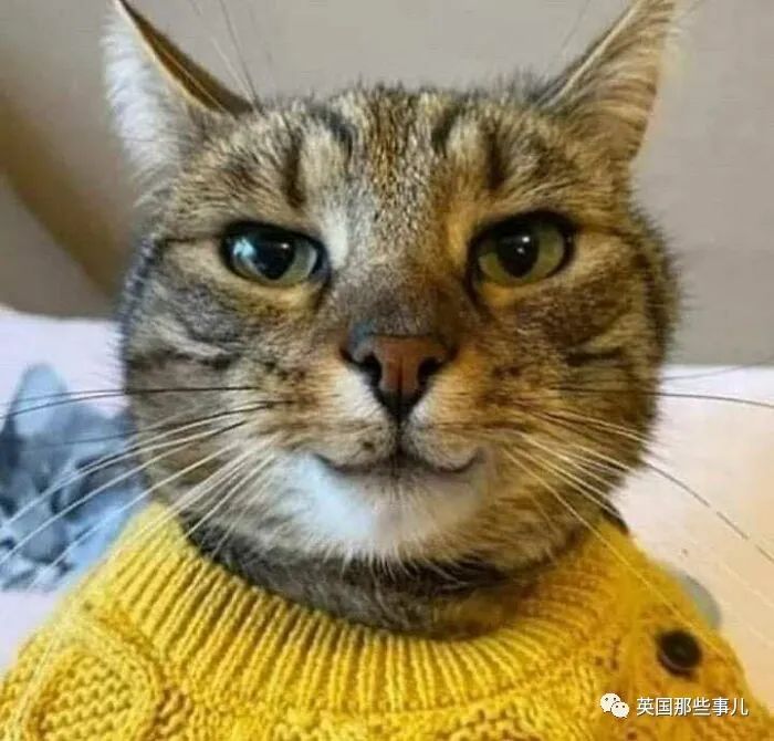 当猫猫程序宕机后……各种奇奇怪怪的表情包就出现了!