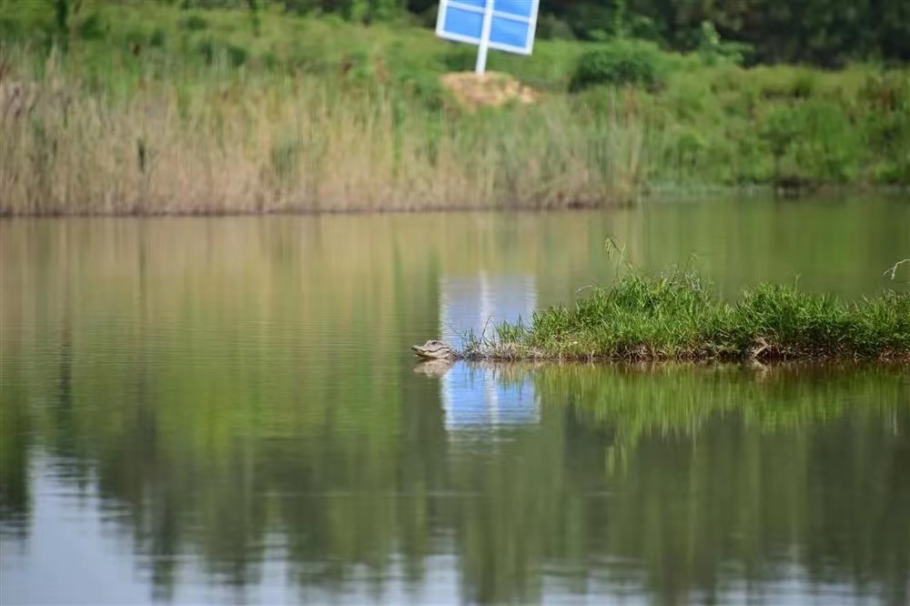 关于"活化石"扬子鳄!