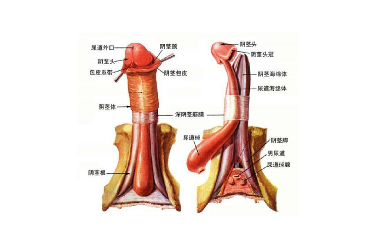 男性功能与中医调理:补气血和温化寒湿的解决方案