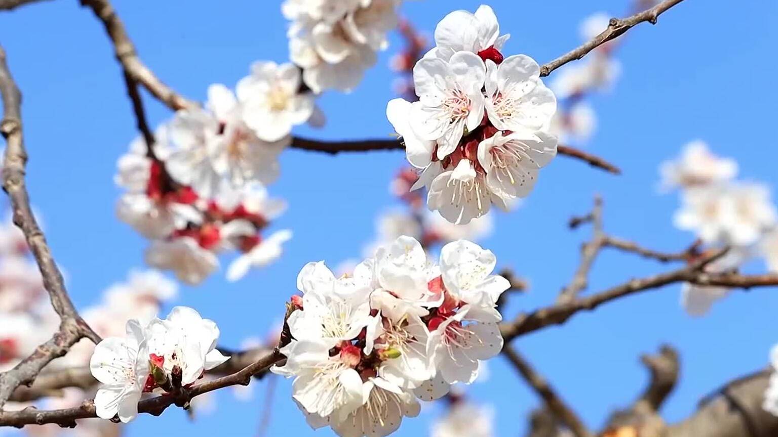 杏花像什么颜色图片