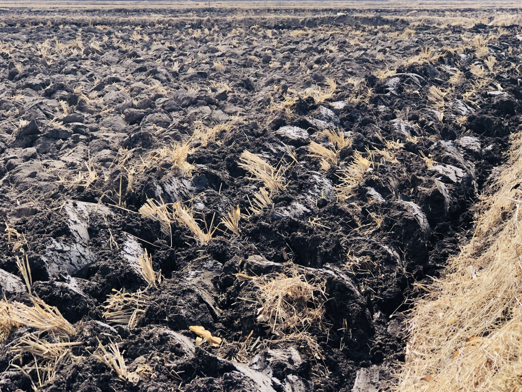 五常:251.1万亩水稻播种育苗全部完成