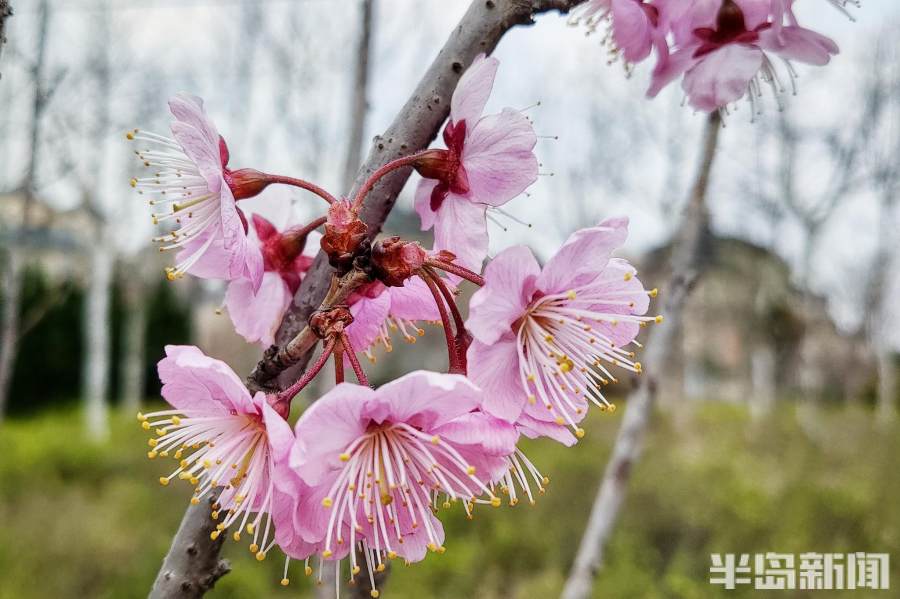 椿寒樱花抢先开