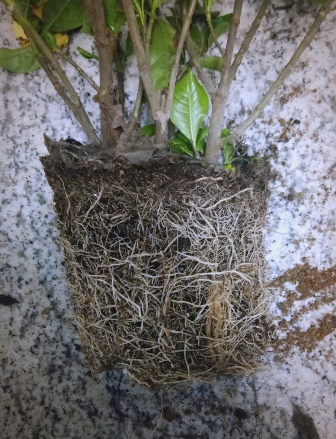 移盆后植物蔫萎如何应对？能否成功存活？