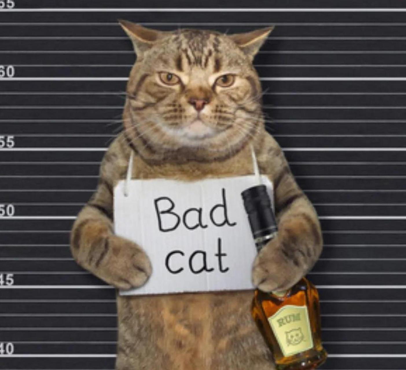 判了,美国那只肥猫被判刑了. 蹬缝纫机去了. 罪名:一只坏猫