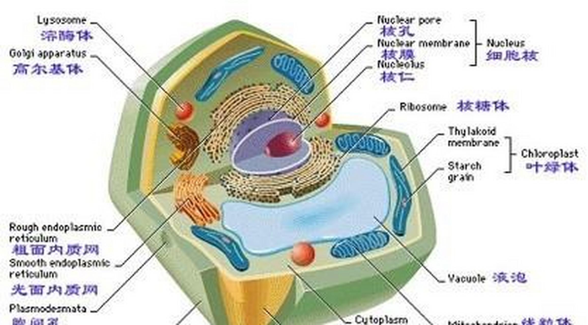 细胞质是细胞的一部分,包括细胞核以外的所有细胞结构和细胞液体,它