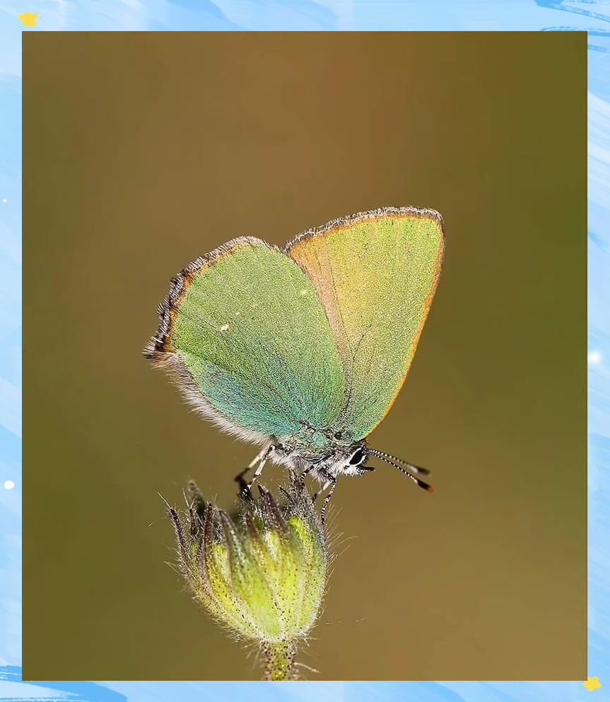 揭秘伊尔凯尔的蝴蝶微距摄影艺术之美