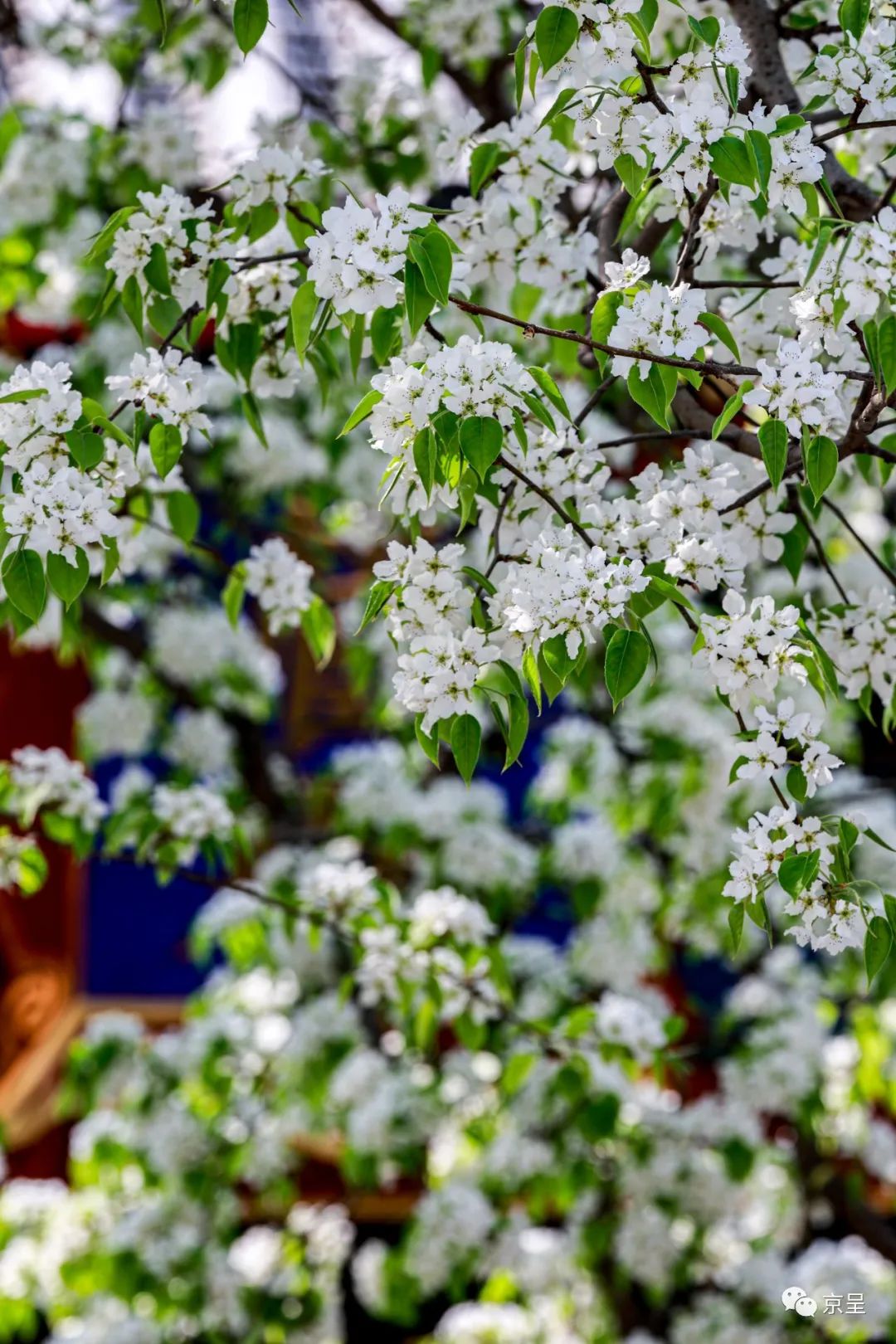 北京智化寺,梨花香满园