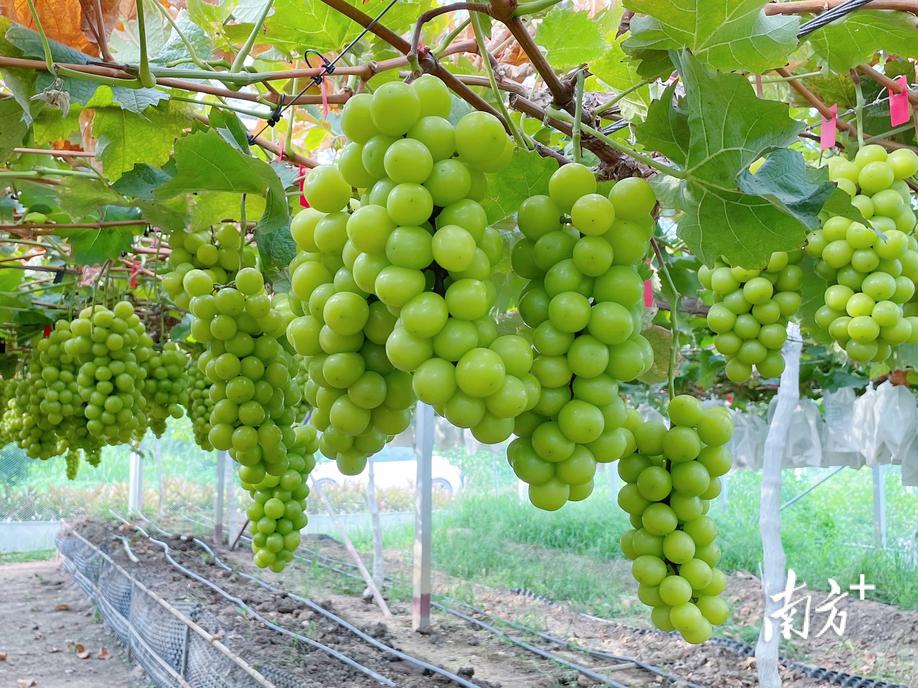 视频|顺德这个农业生态园"高甜"!一起收获甜蜜夏日