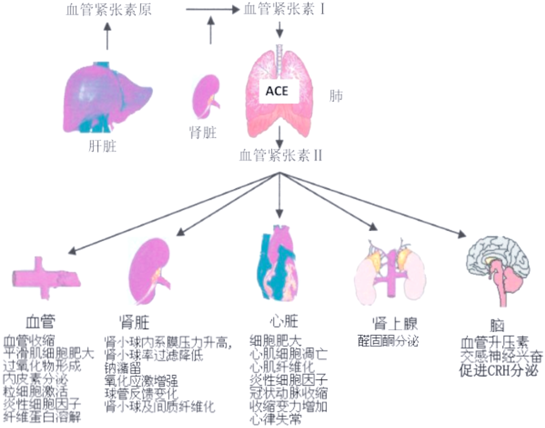 肾素-血管紧张素系统在急性肾损伤中的治疗潜力与复杂性
