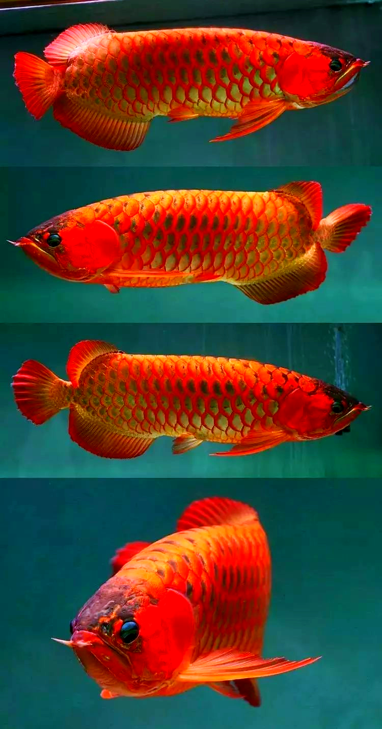 红龙鱼风采:岁月不减当年之威风