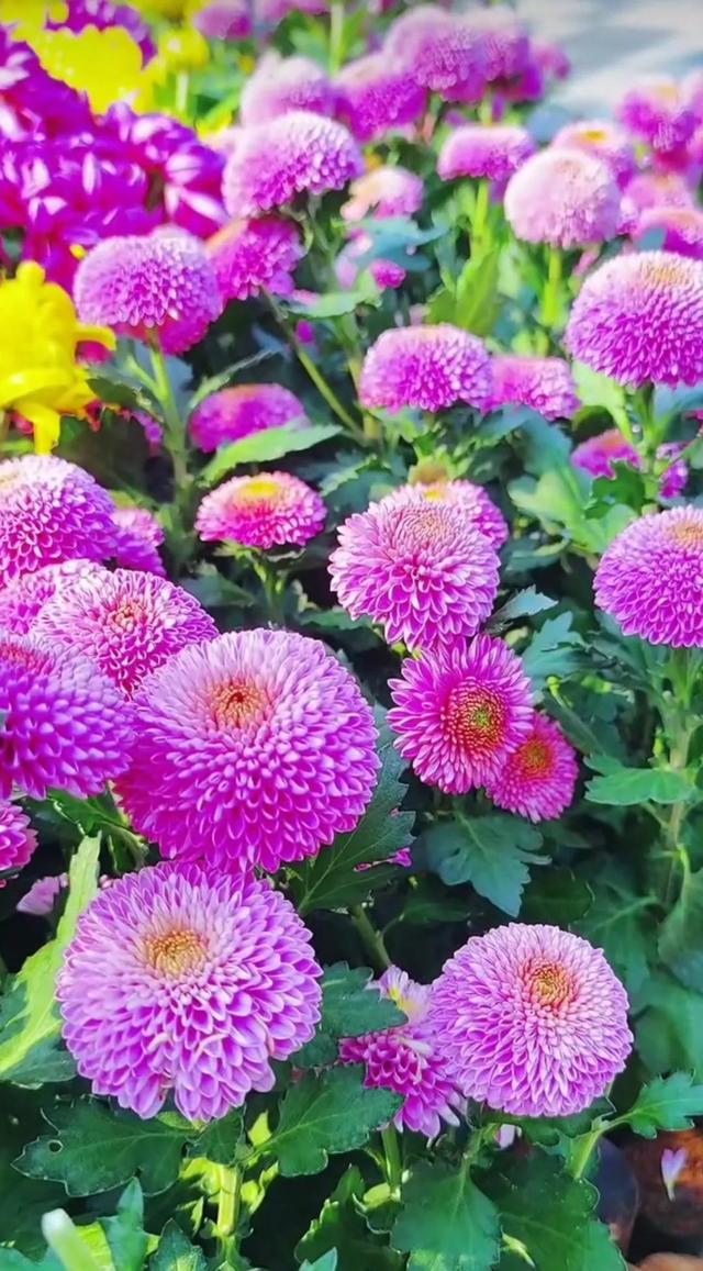 花卉乒乓菊系列壁纸