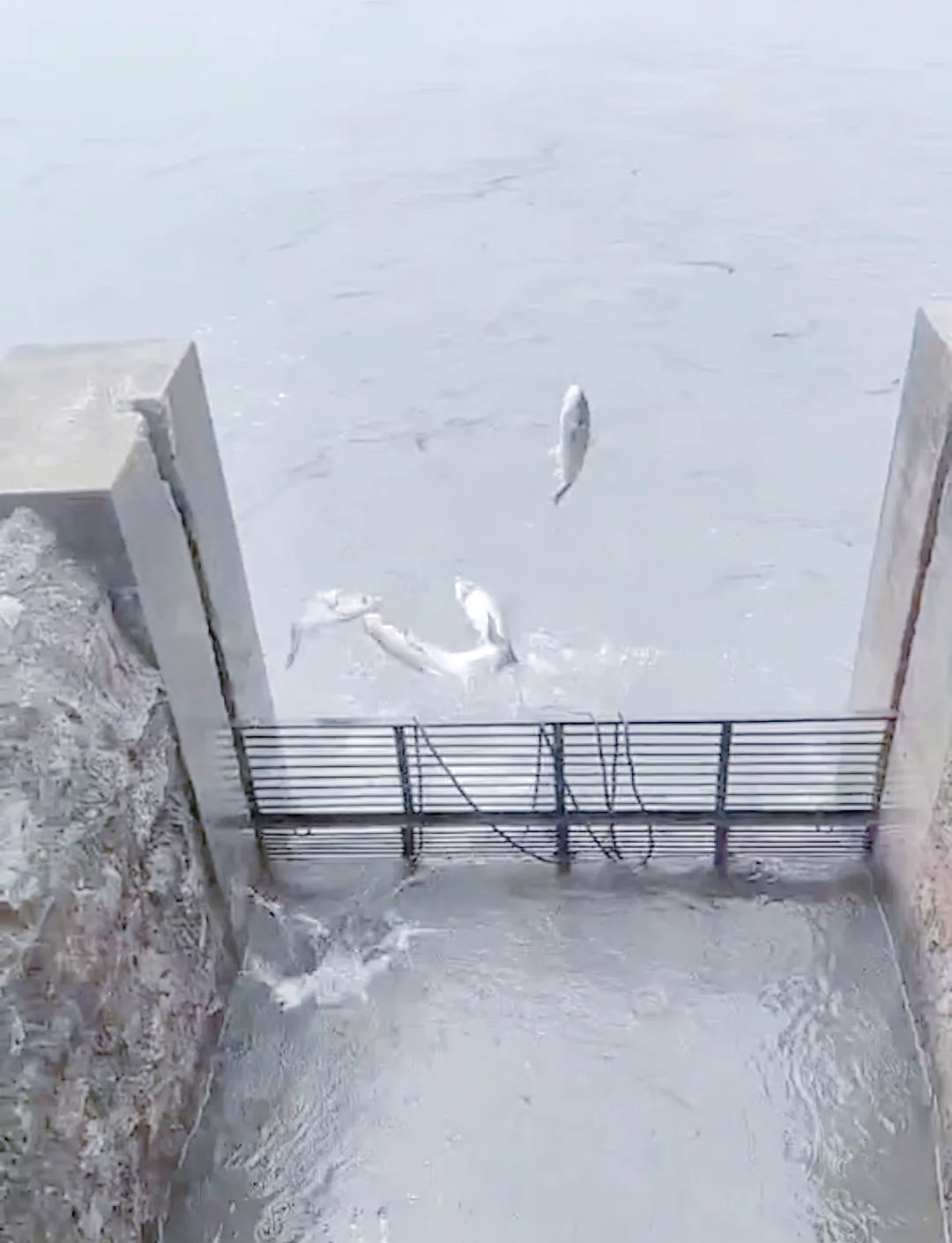 鱼游水面是什么天气今日情况