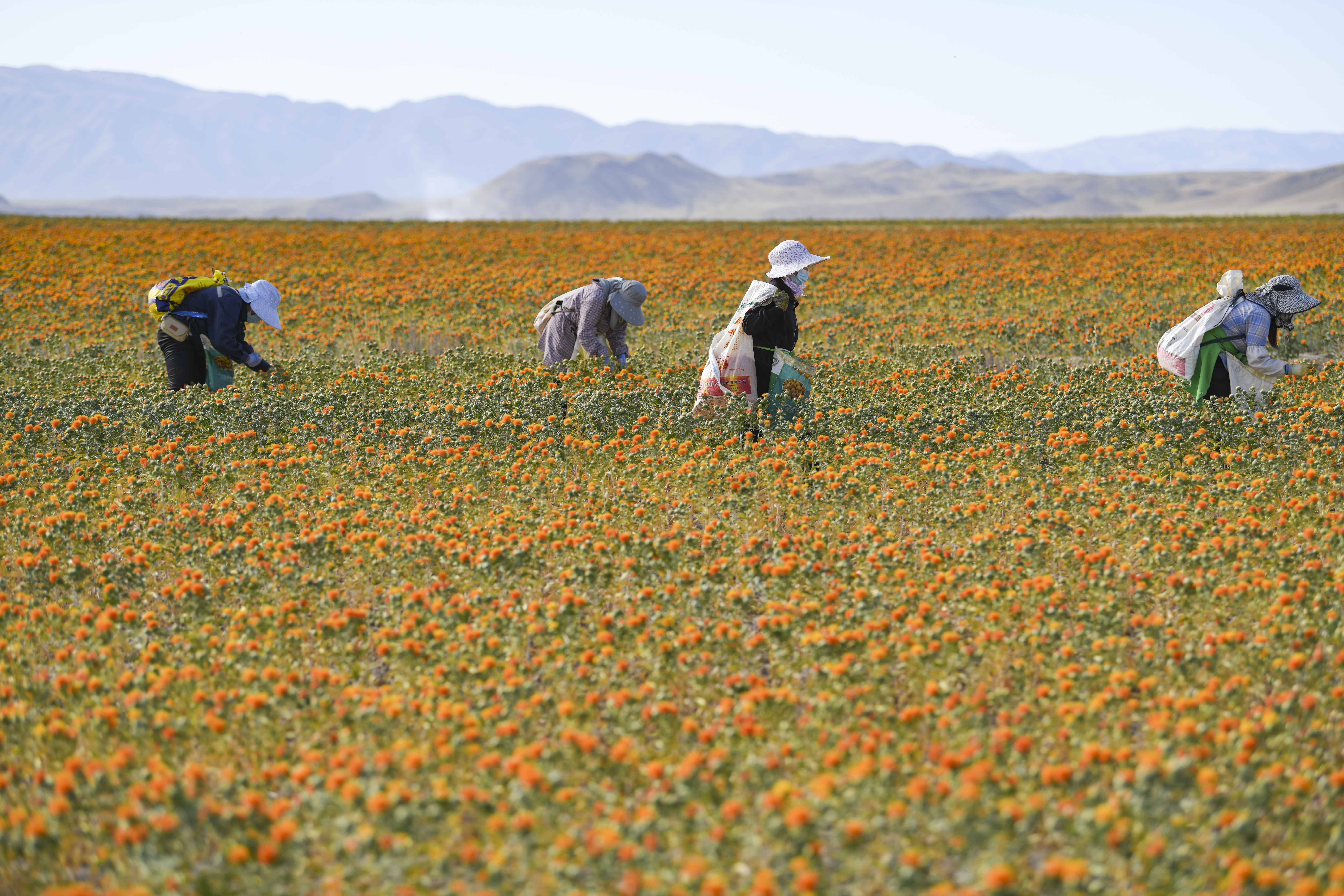 (经济)新疆裕民15万多亩红花迎来收获季