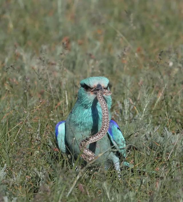 塔城吃蛇的鸟见过吗