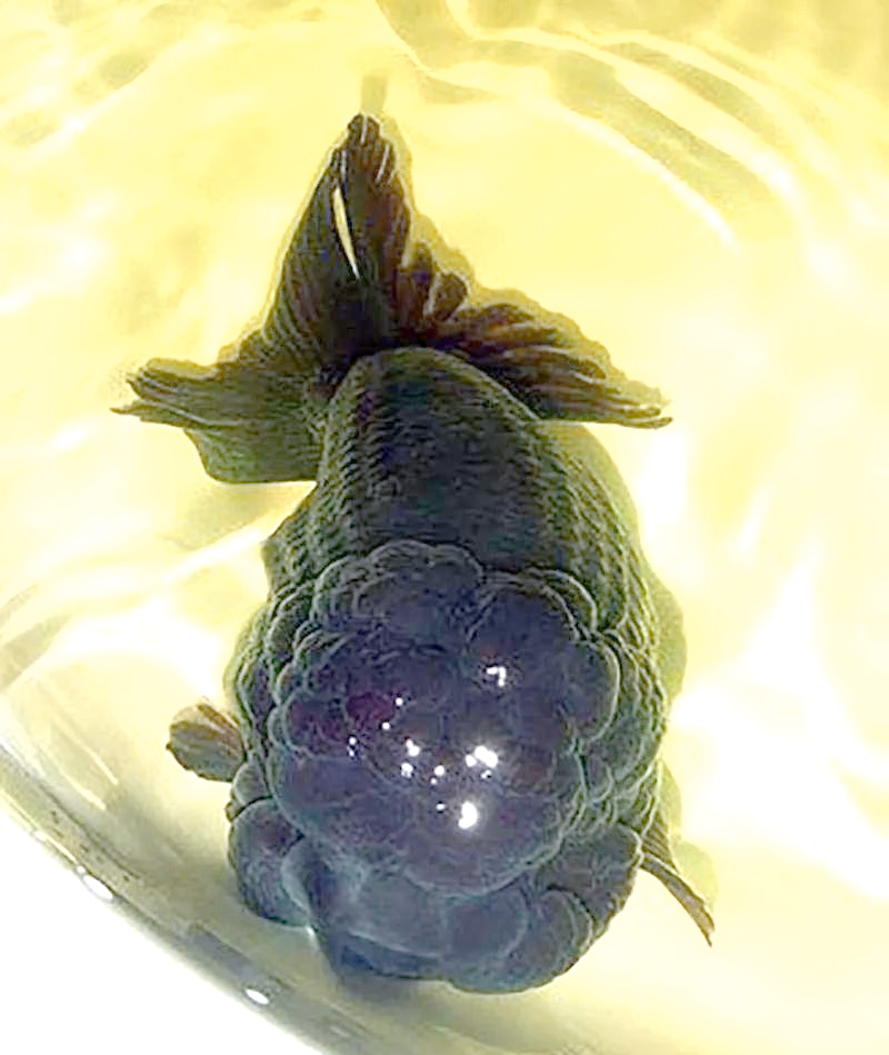 探索众多黑色的金鱼品种