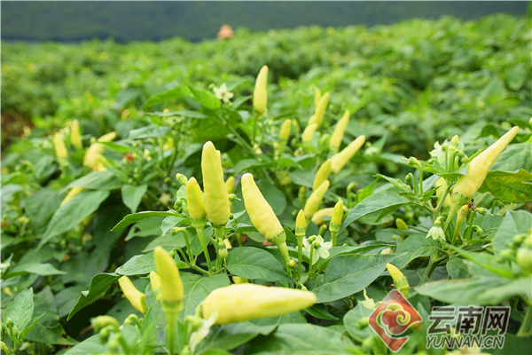 小米椒 - 热门商品专区