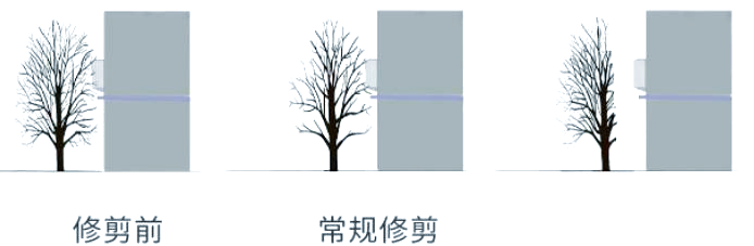 绿化树修剪技术视频大全
