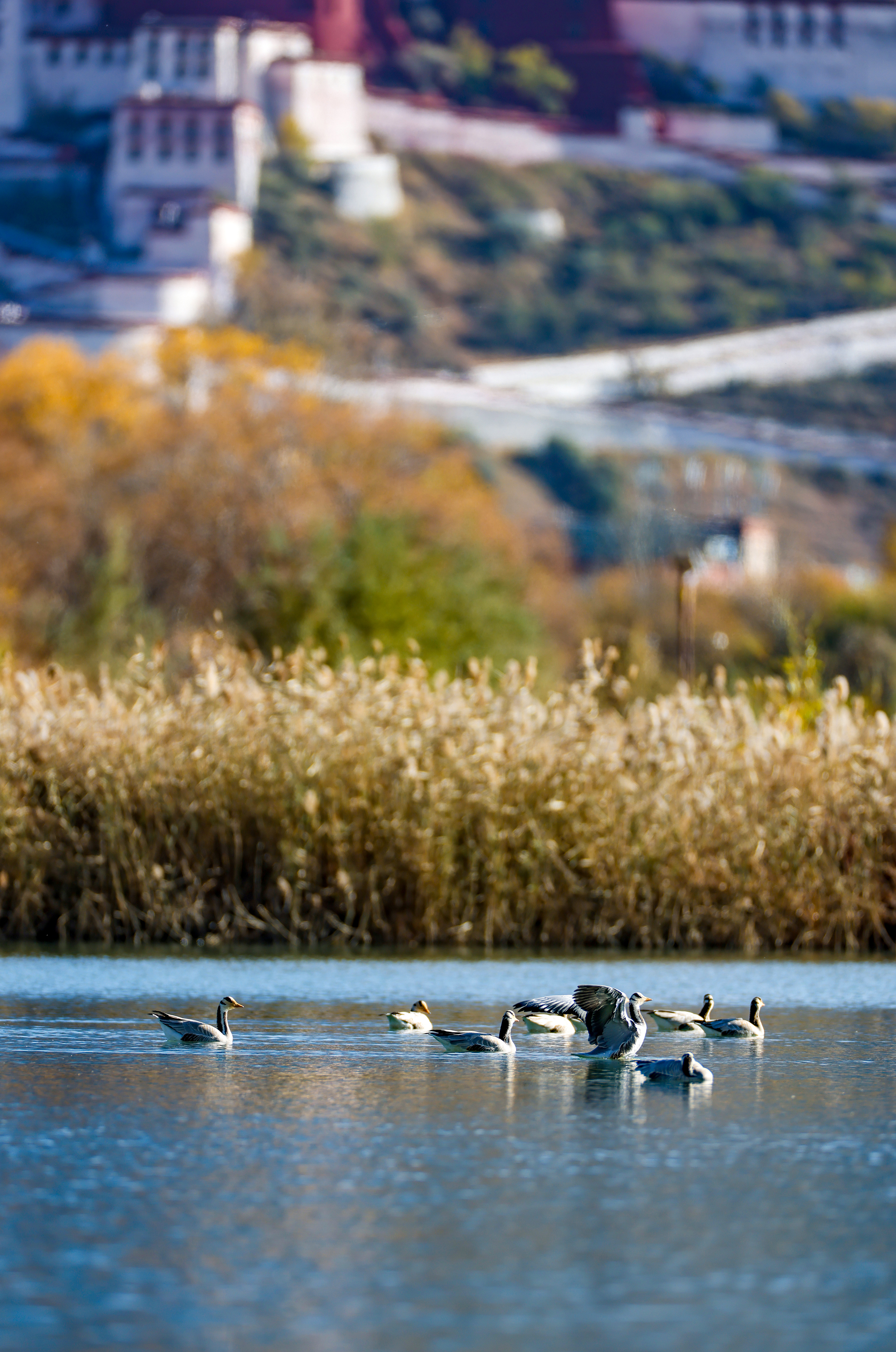 拉鲁湿地美如画