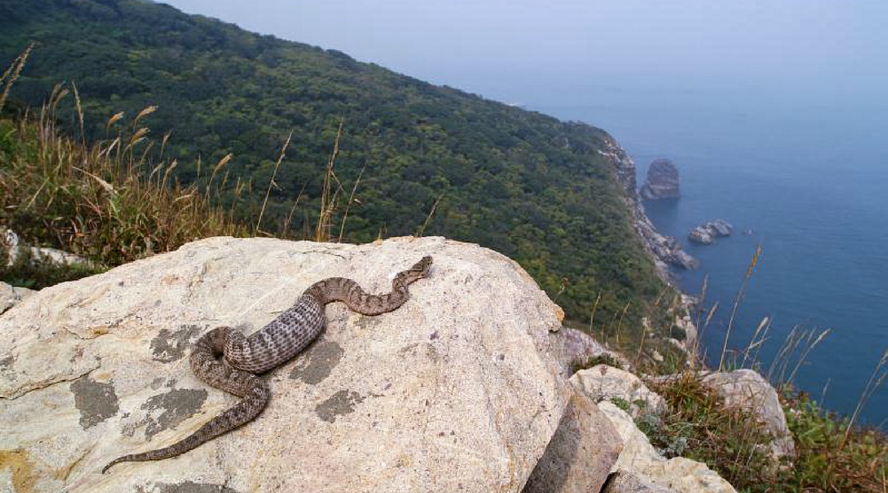 1平方公里藏有近2万条毒蛇,大连蛇岛的蛇为何越来越多?