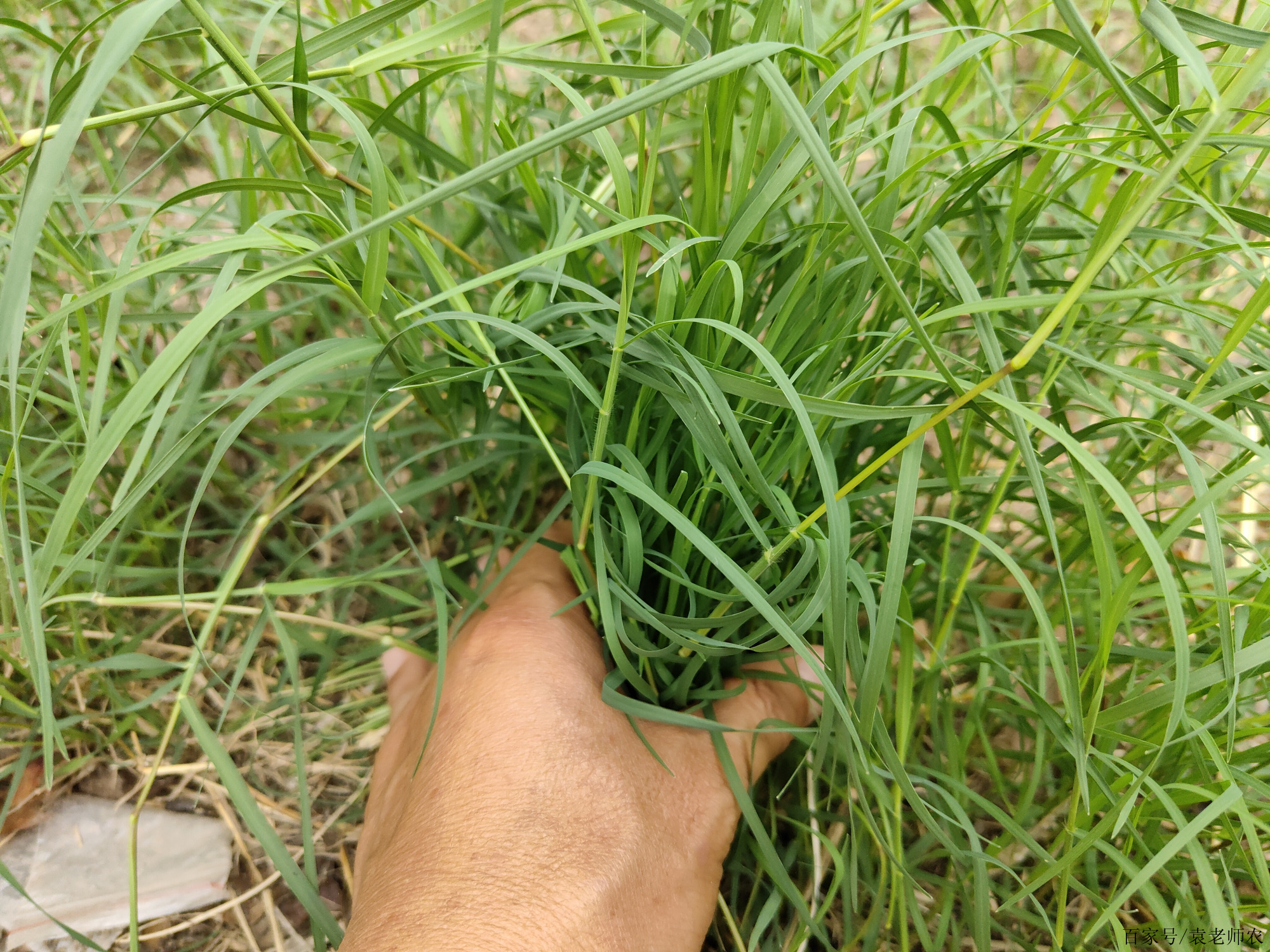 防治牛筋草,狗牙根等惡性雜草,用這一個小配方就夠啦