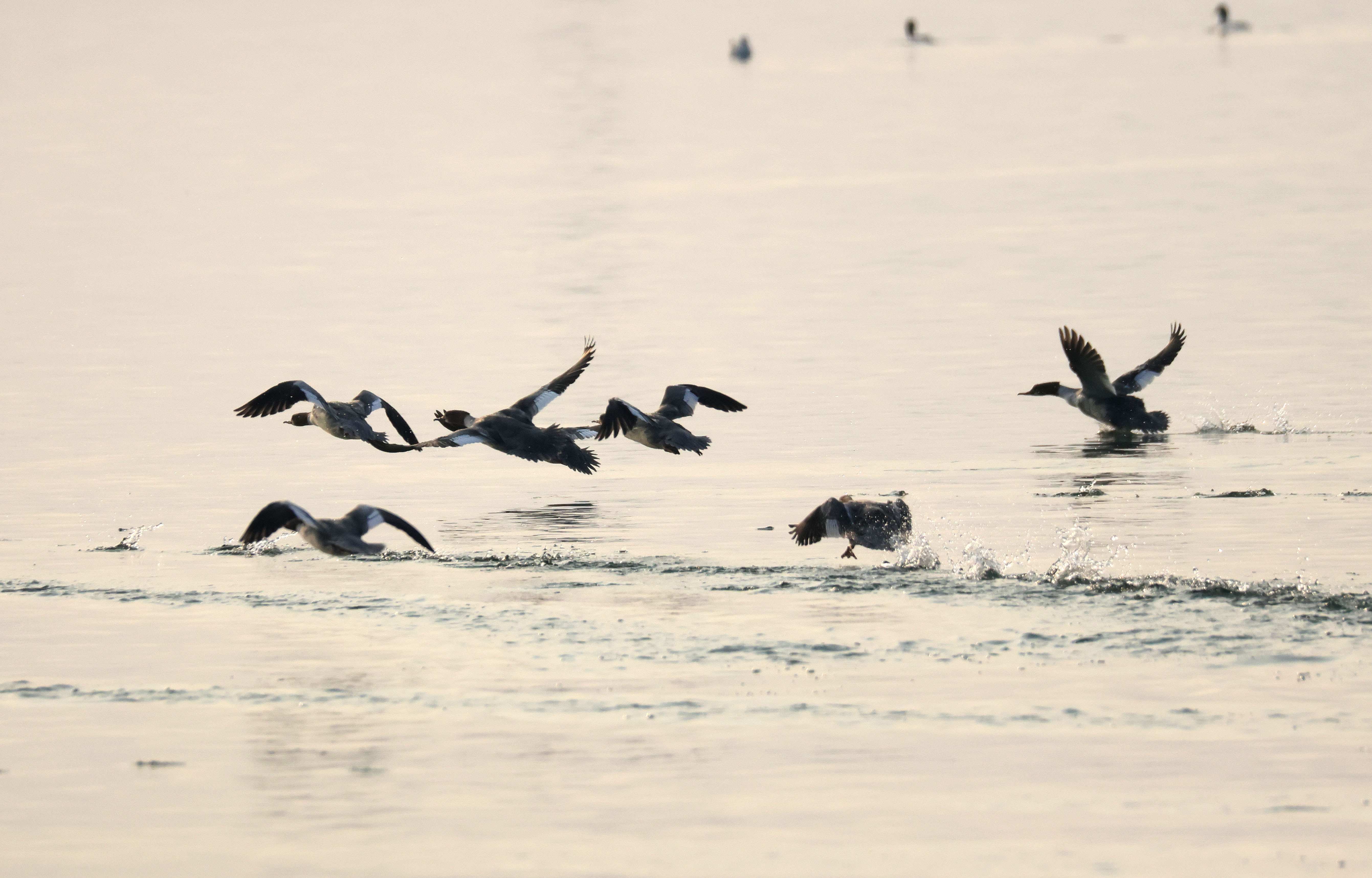 山东东平湖:修复生态环境 打造鸟类乐园
