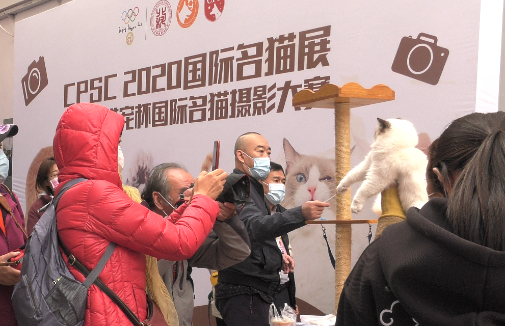 cpsc 2020国际名猫展暨首届带宠杯国际名猫摄影大赛在京举办