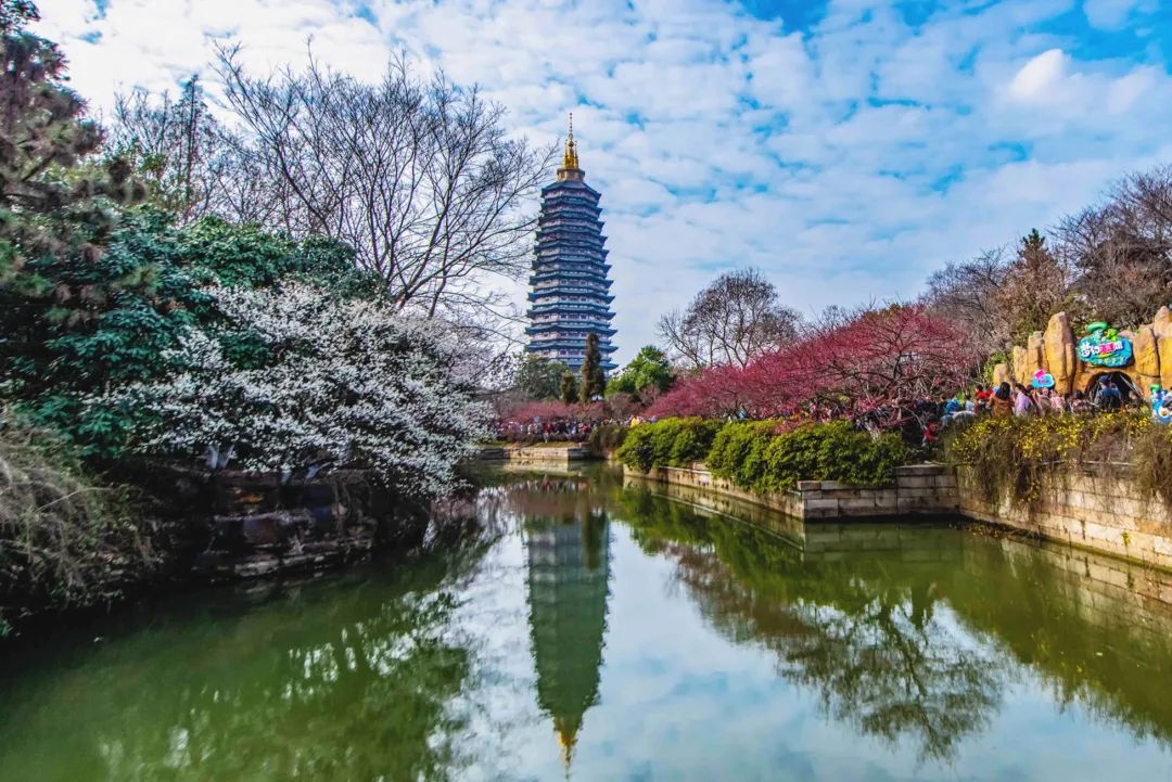 常州人的红梅情结