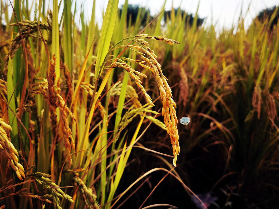 广州地铁旁有3000多亩晚稻成熟了,一片金黄,美丽!喜悦!