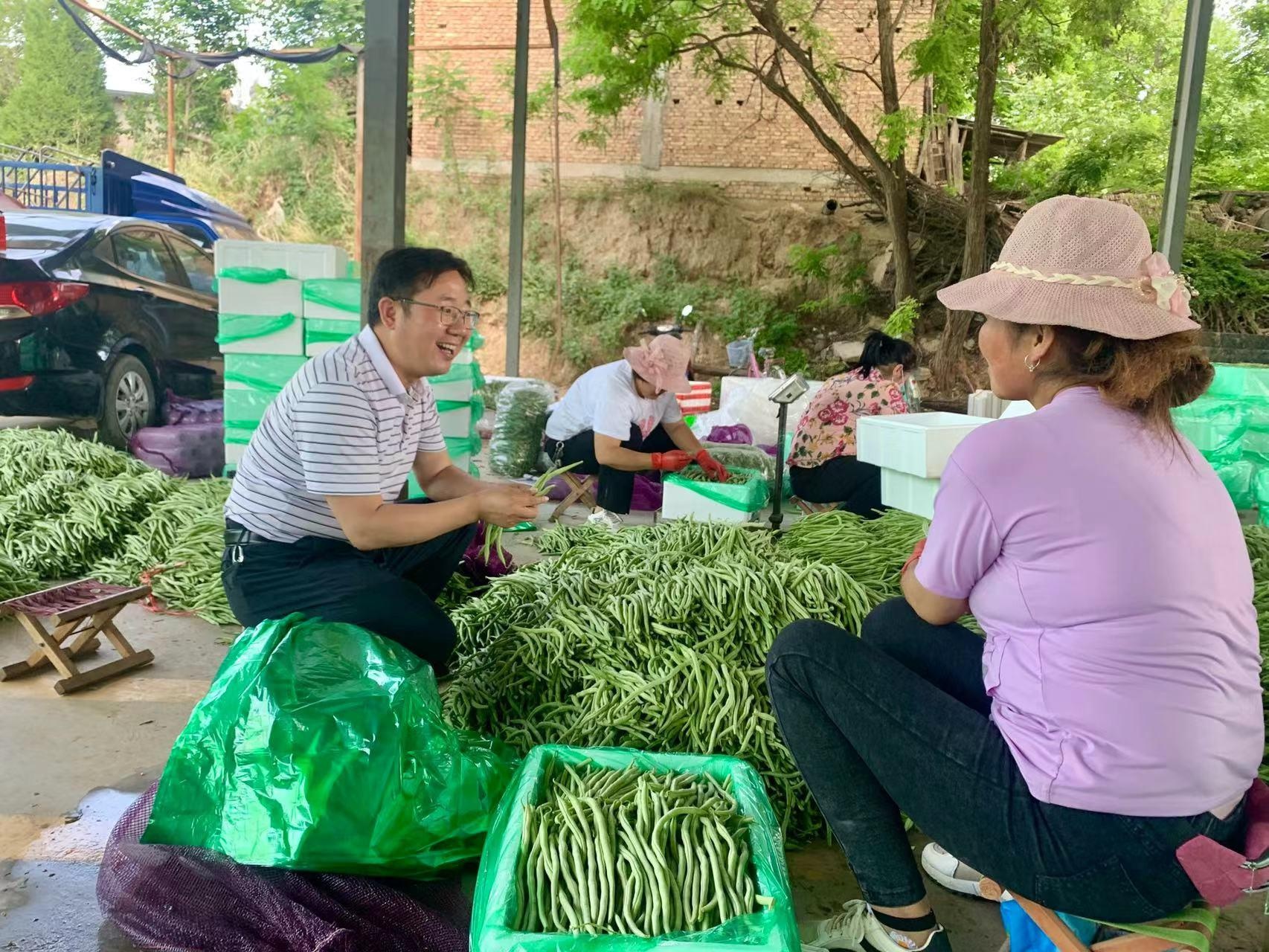 武山县洛门镇"金豆角"大量上市