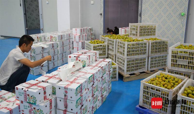 与"李"相约 四川宣汉毛坝镇万亩青脆李熟啦