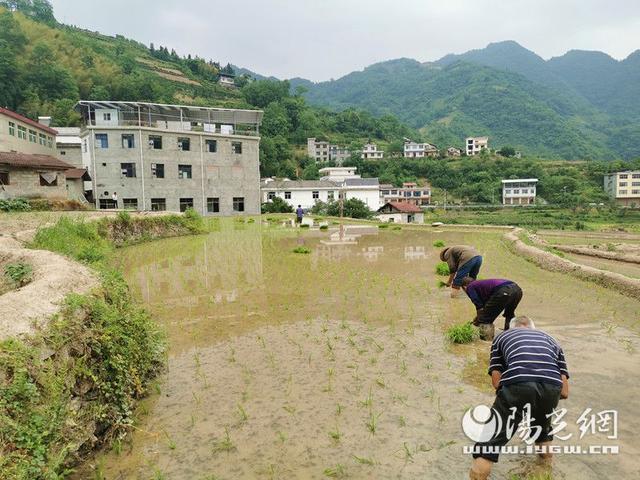 紫阳县高桥镇:百亩荒地变良田 绘就乡村新画卷