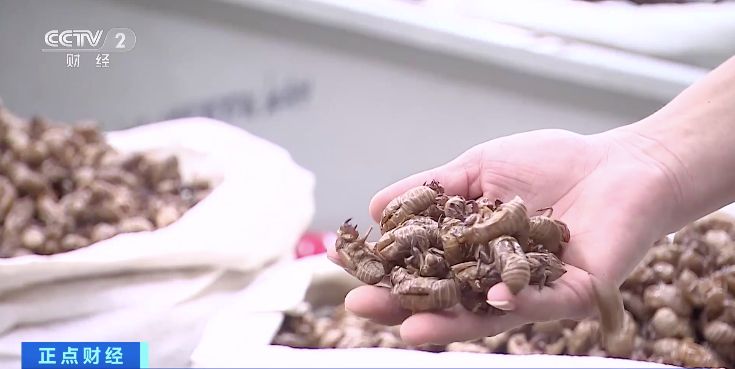 安徽亳州蝉蜕价格飞涨,高规格蝉蜕每公斤近千元!啥情况?