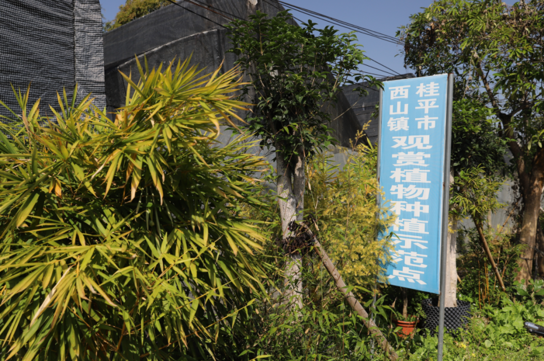 "小植物"做出""大产业,白兰村致富少不了它