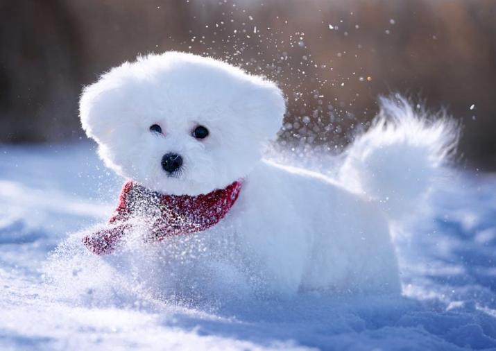 芦叟专栏|大咖与雪球