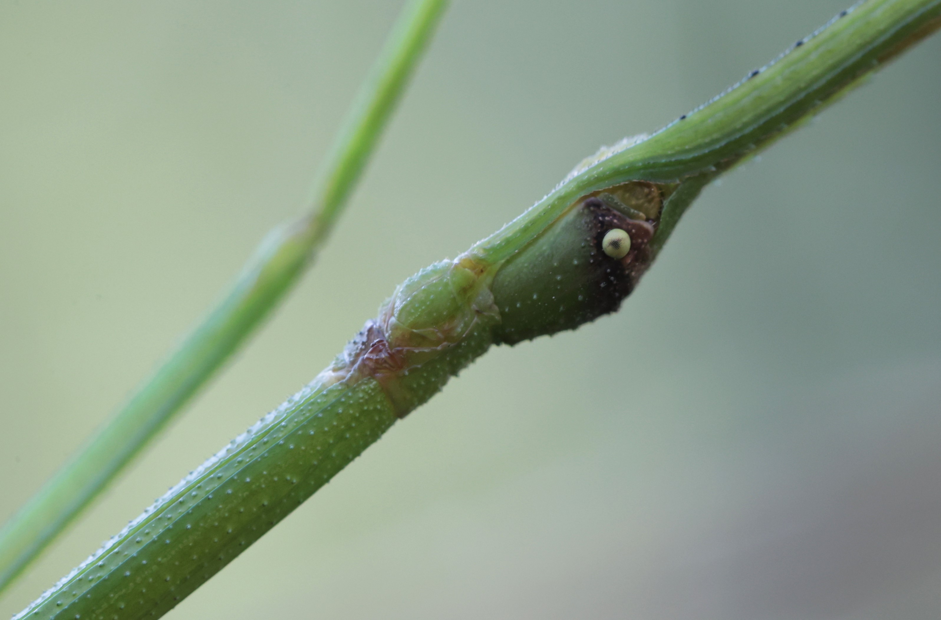 竹节虫:百闻不如一见的拟态大师