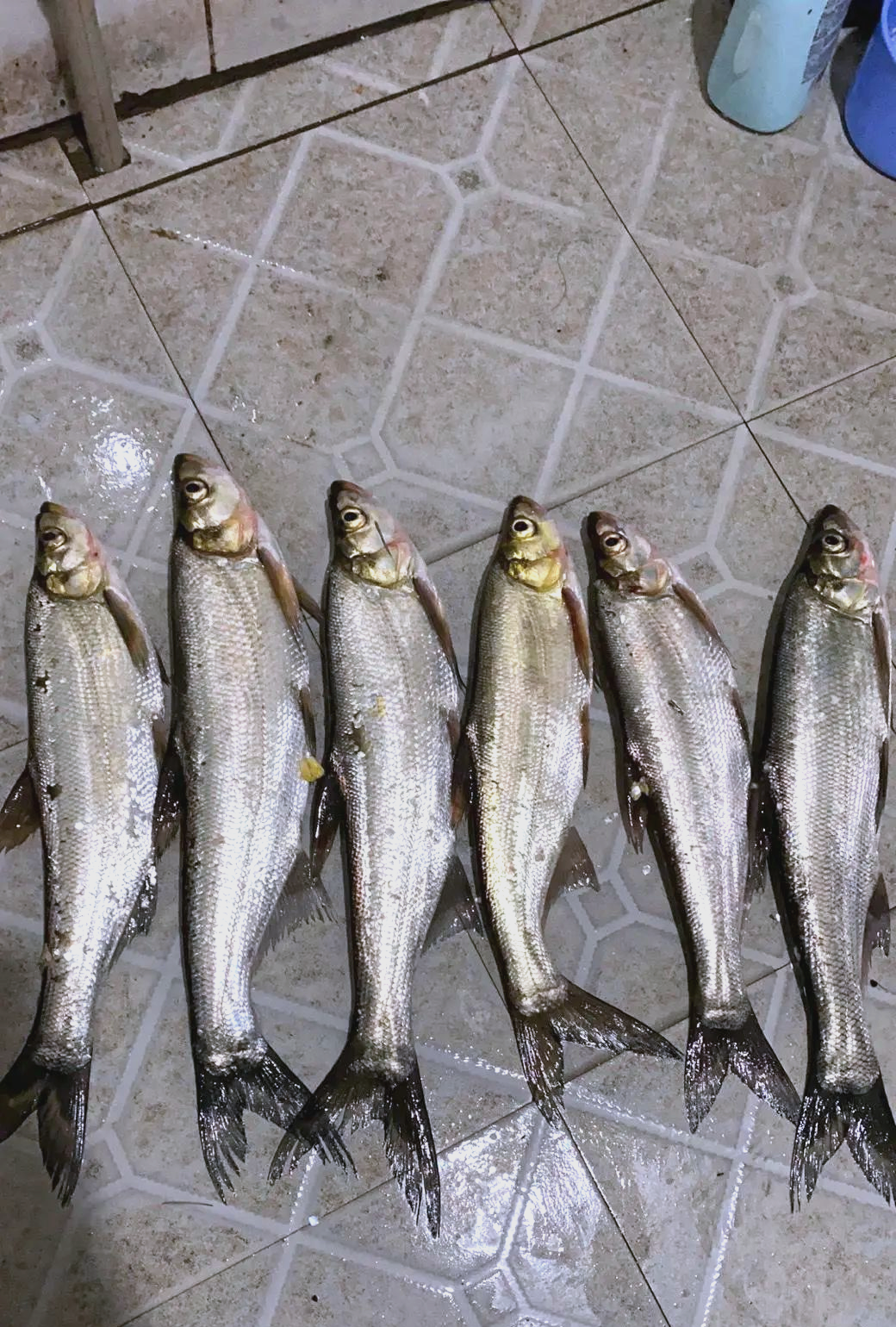 他们指出,翘嘴鱼是捕食性鱼类,一旦数量失控,可能会
